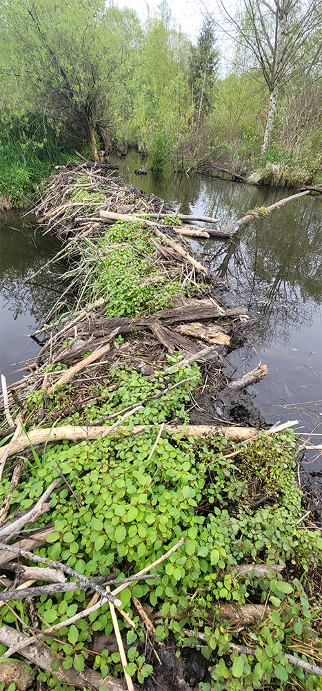 beaver dam